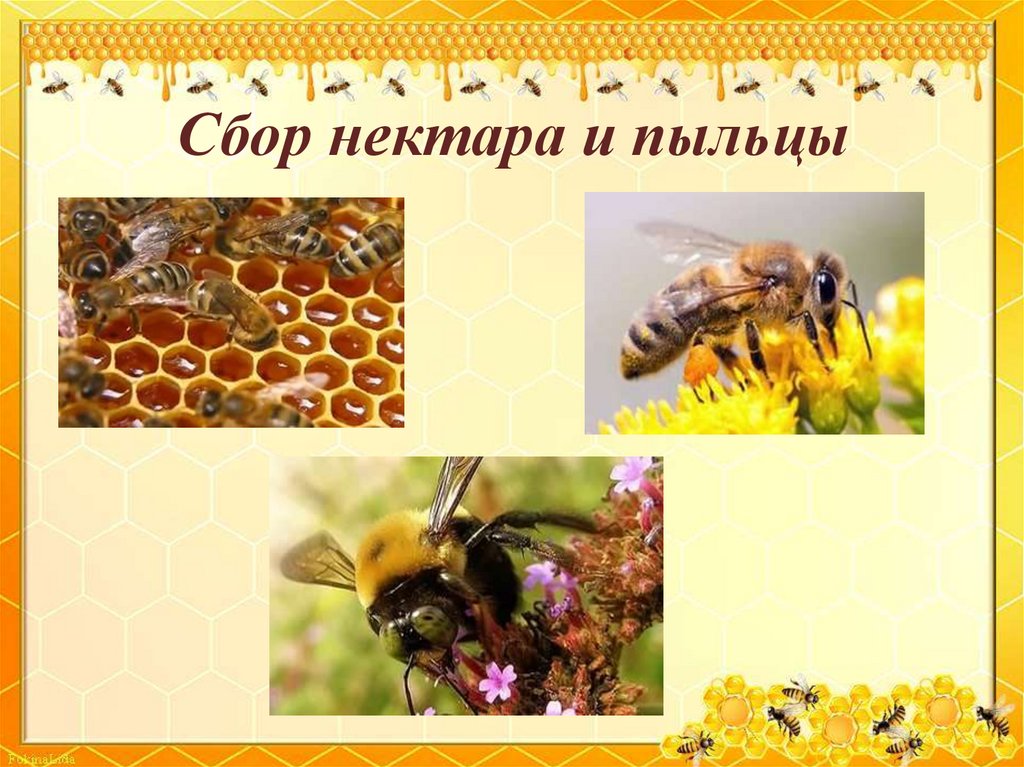Какие пчелы превращают нектар в мед. Пчела собирает пыльцу. Сбор нектара пчелами. Факты о пчелах. Сбор нектара и пыльцы пчелами.