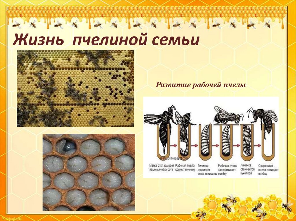 Пчелиная семья. Структура пчелиной семьи схема. Иерархия пчелиной семьи. Иерархия пнипиной семьи?.