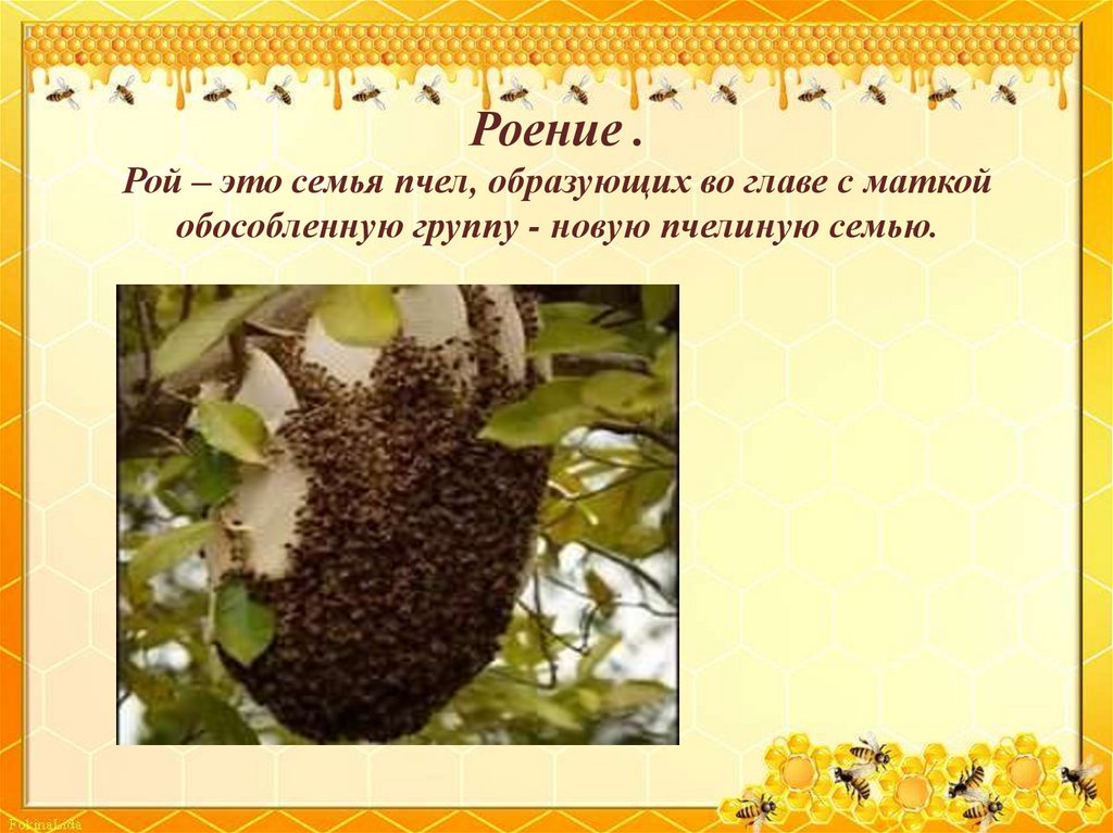 Роение . Рой – это семья пчел, образующих во главе с маткой обособленную группу - новую пчелиную семью.