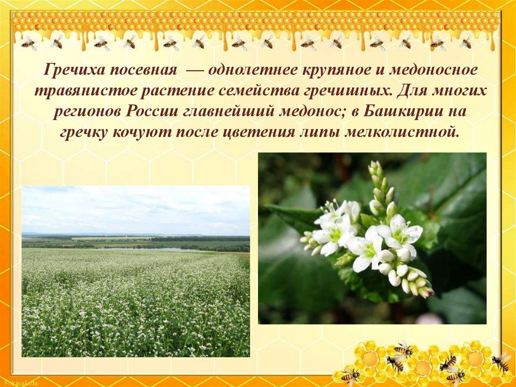 Гречиха посевная  — однолетнее крупяное и медоносное травянистое растение семейства гречишных. Для многих регионов России