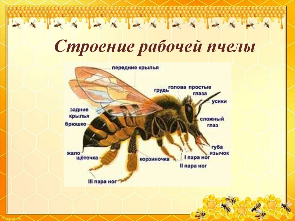 Сколько живет рабочая пчела. Анатомия пчелы медоносной. Внутреннее строение пчелы медоносной. Строение тела пчелы медоносной. Внешнее строение медоносной пчелы.