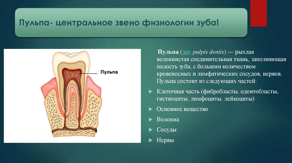 Пульпа зуба презентация