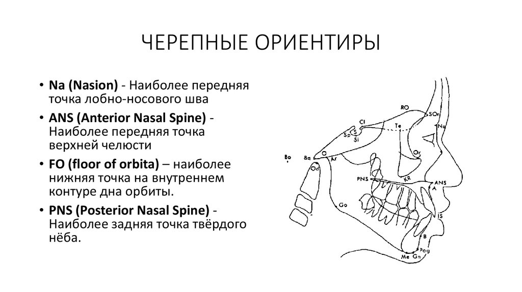 ЧЕРЕПНЫЕ ОРИЕНТИРЫ