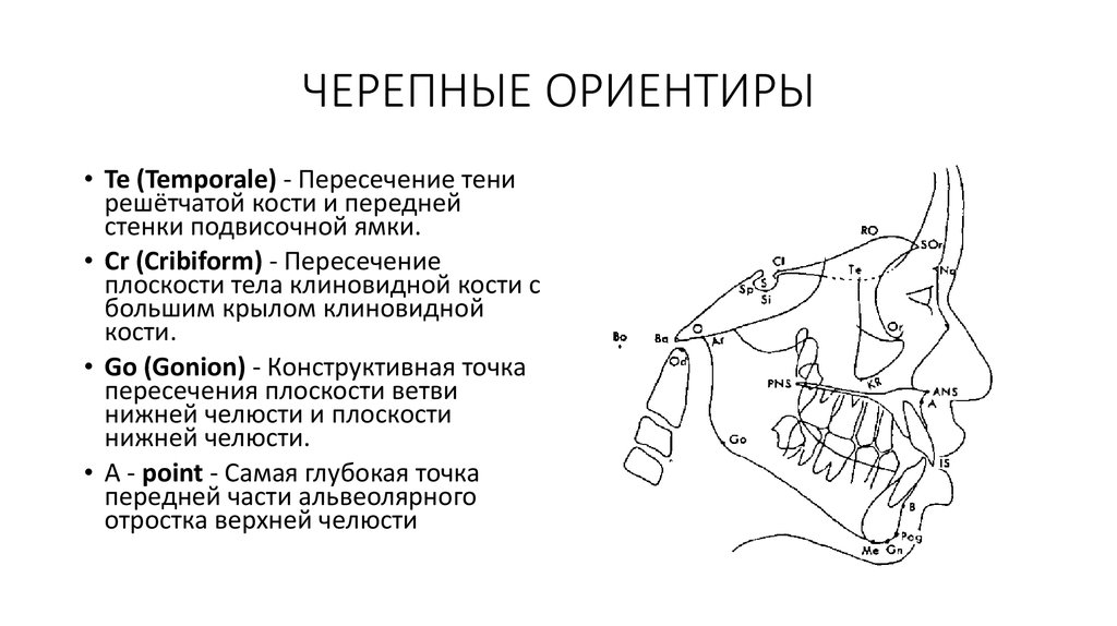 ЧЕРЕПНЫЕ ОРИЕНТИРЫ