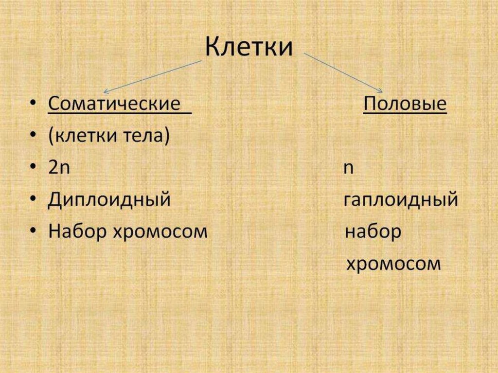 Клетки