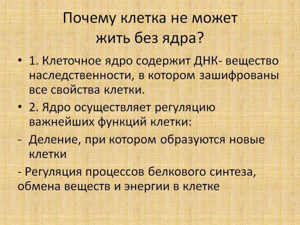 Почему клетка не может жить без ядра?