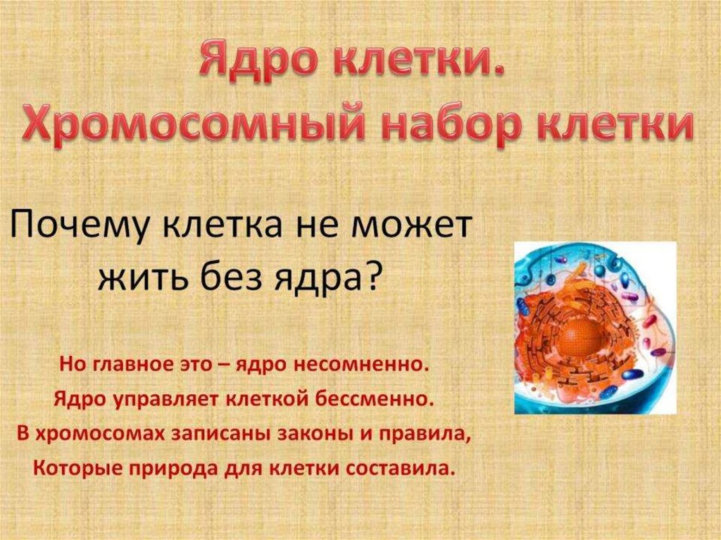 Почему клетка не может жить без ядра?