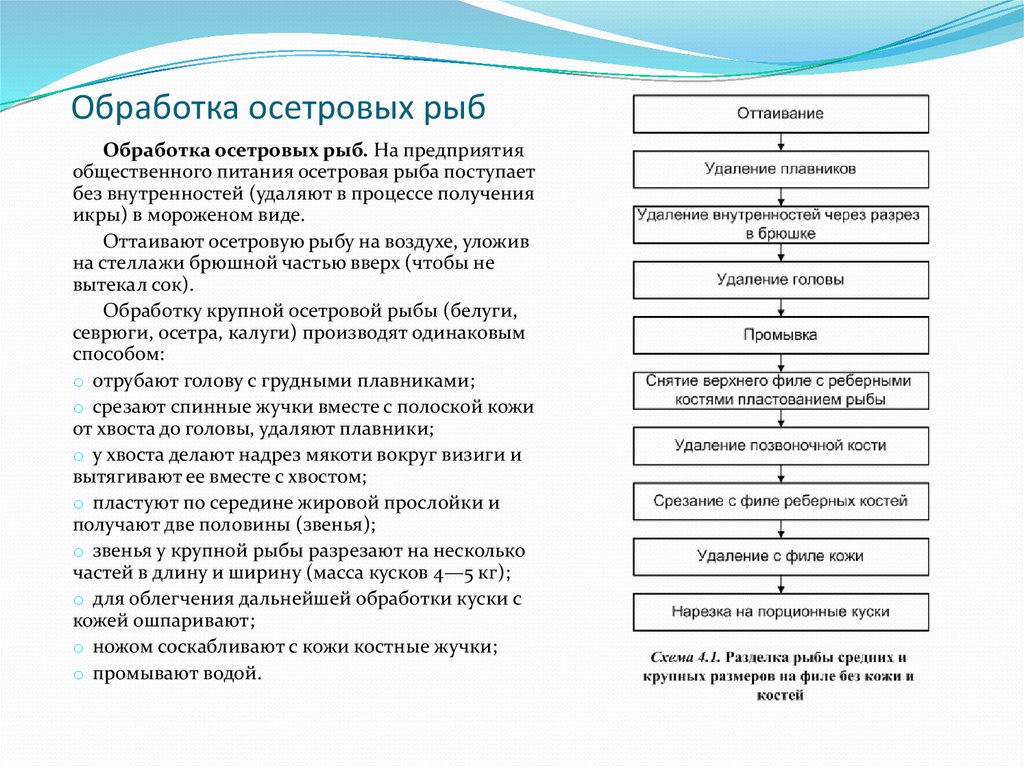 Обработка осетровой рыбы схема