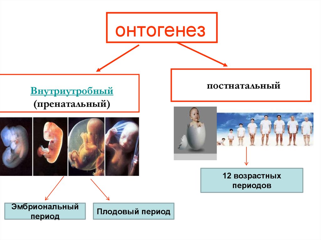 Понятия период онтогенеза. Онтогенез эмбриональный и постэмбриональный. Схема индивидуального развития онтогенез. Этапы онтогенеза схема. Онтогенез человека.