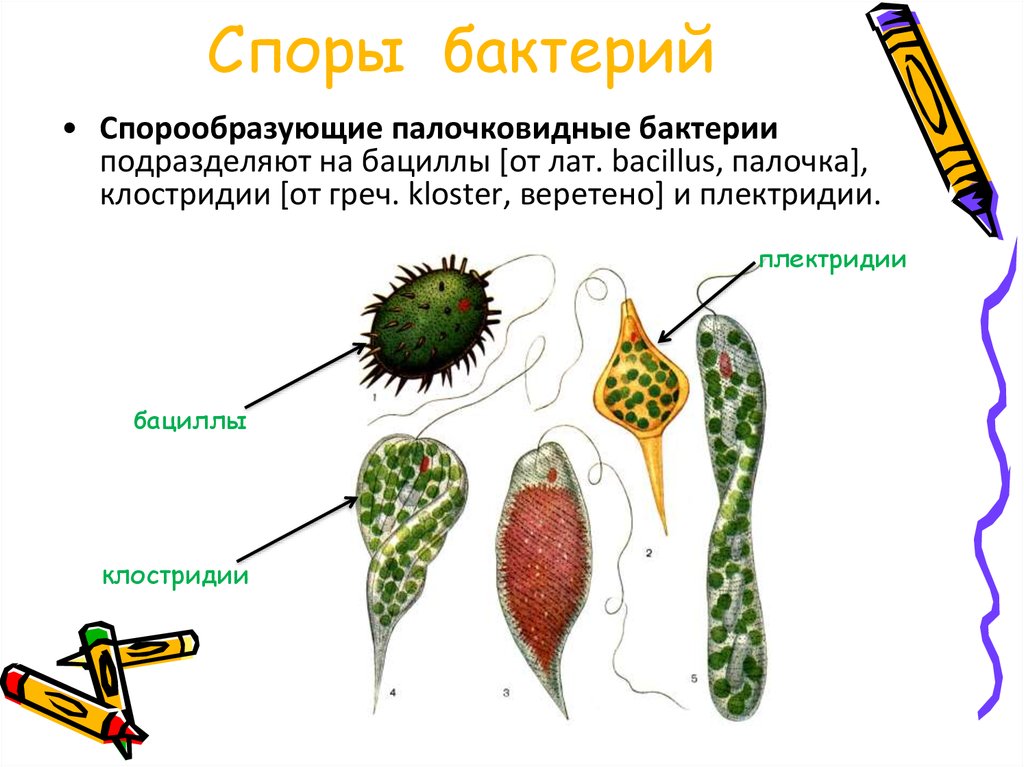 Споры необходимы бактериям для