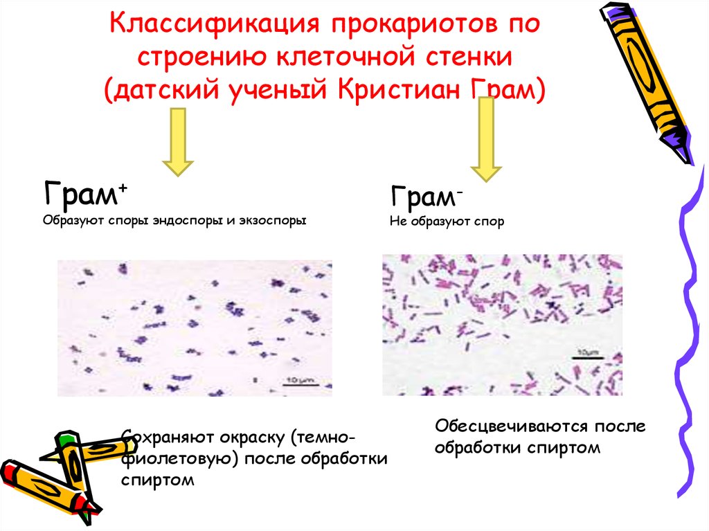 Питание бактерий прокариот. Классификация прокариот. Прокариоты бактерии классификация. Классификация царства прокариот микробиология. 1. Принципы классификации прокариот.