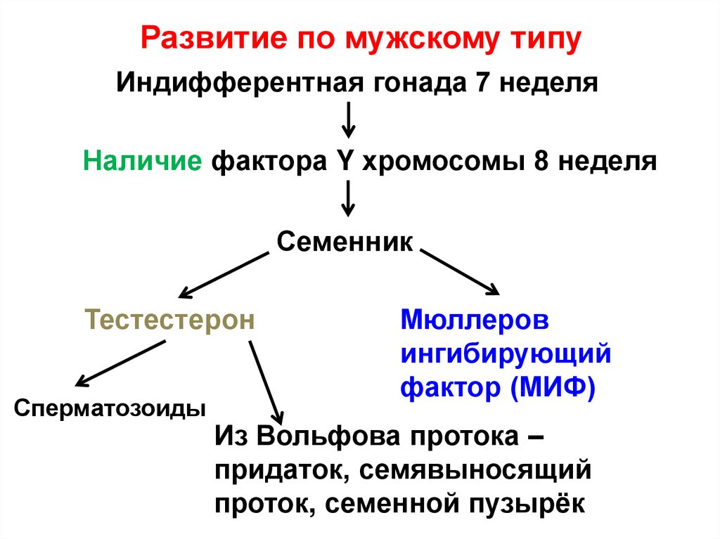 Понятие пола