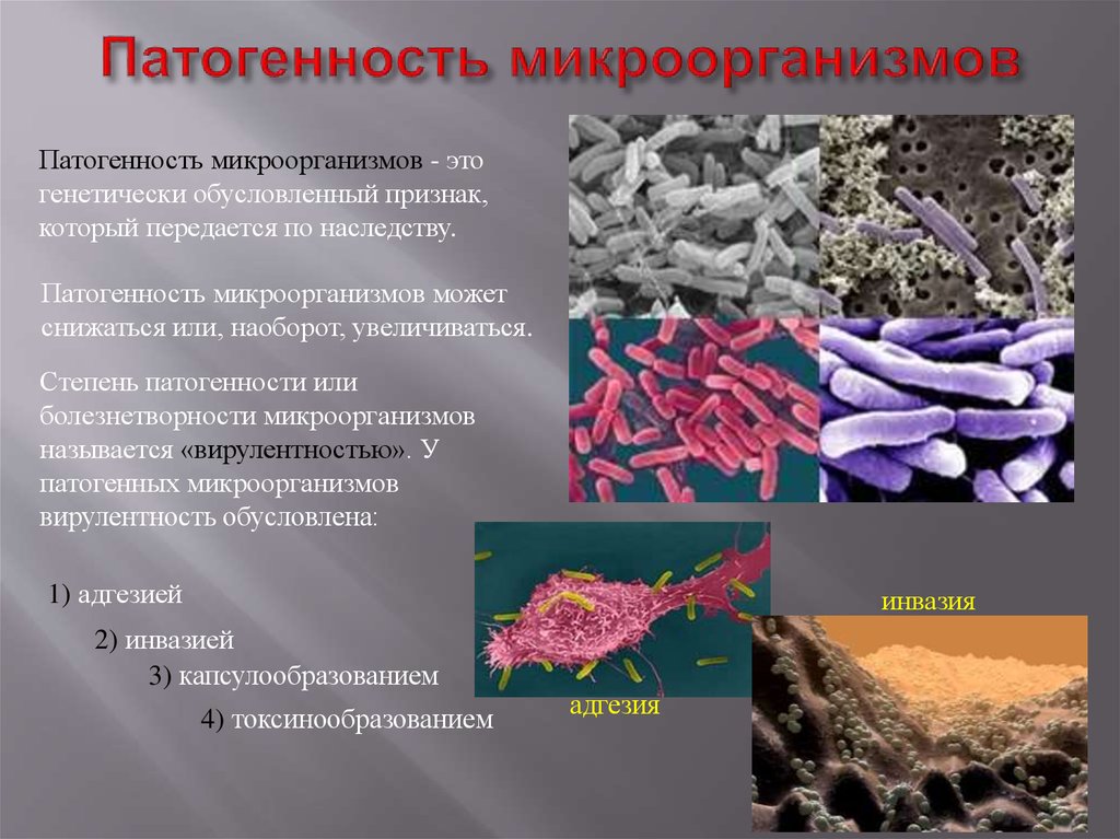 К группе патогенных микроорганизмов относятся