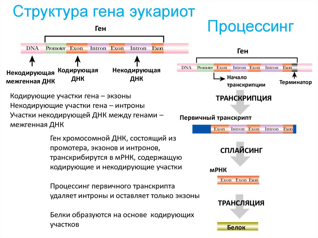 При процессе мрнк эукариот