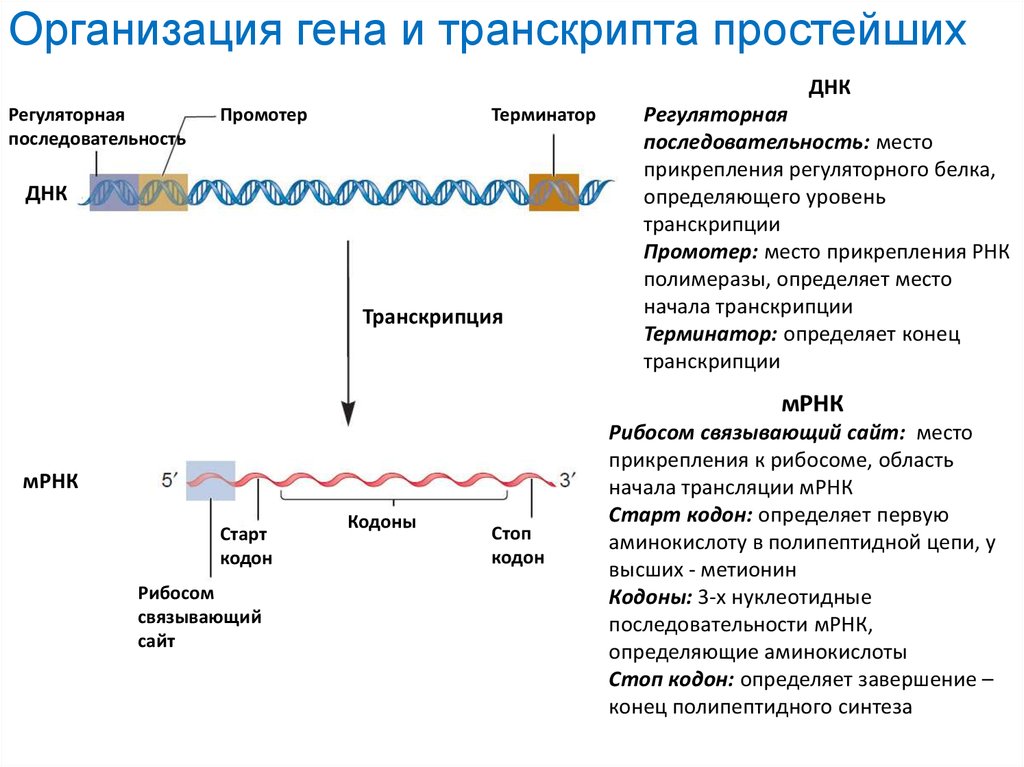 Уровень транскрипции. Регуляторная последовательность ДНК. Организация Гена. Транскрипция трансляция репликация. Стартовый кодон ДНК.