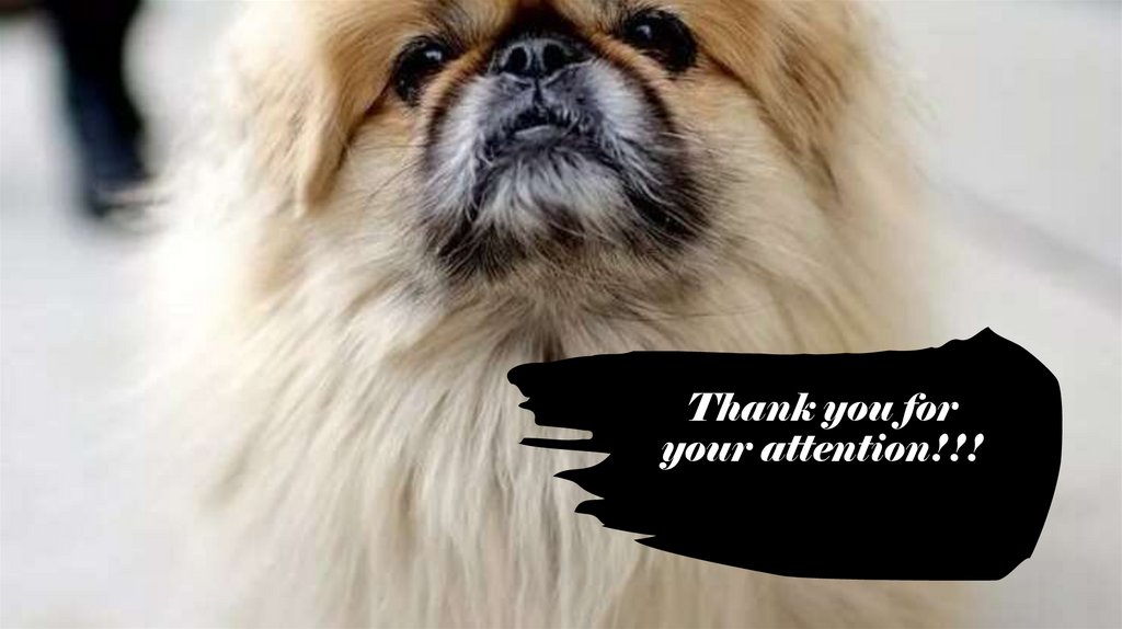 Thank you for your attention!!!