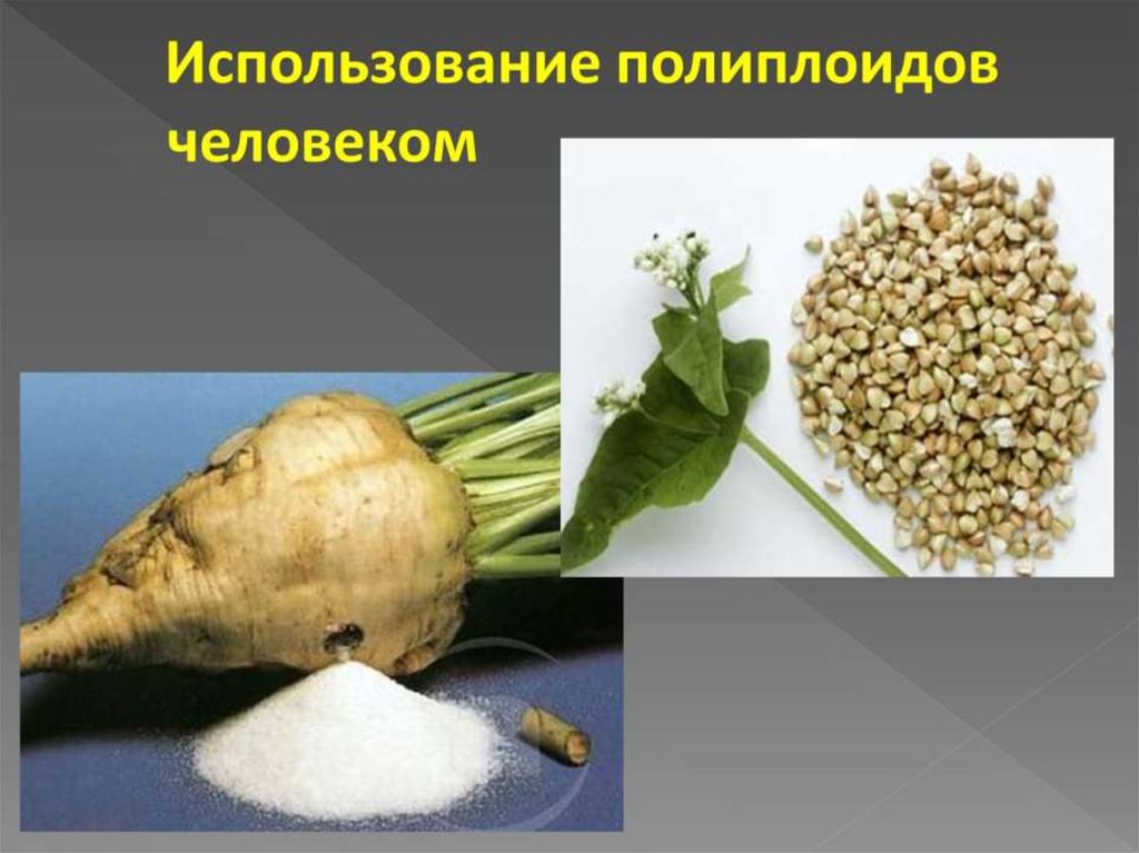 Презентация вкусные полиплоиды о полиплоидных фруктах