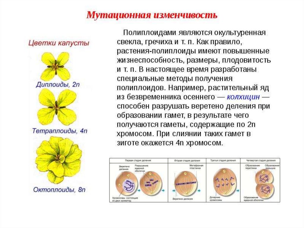 Презентация на тему вкусные полиплоиды