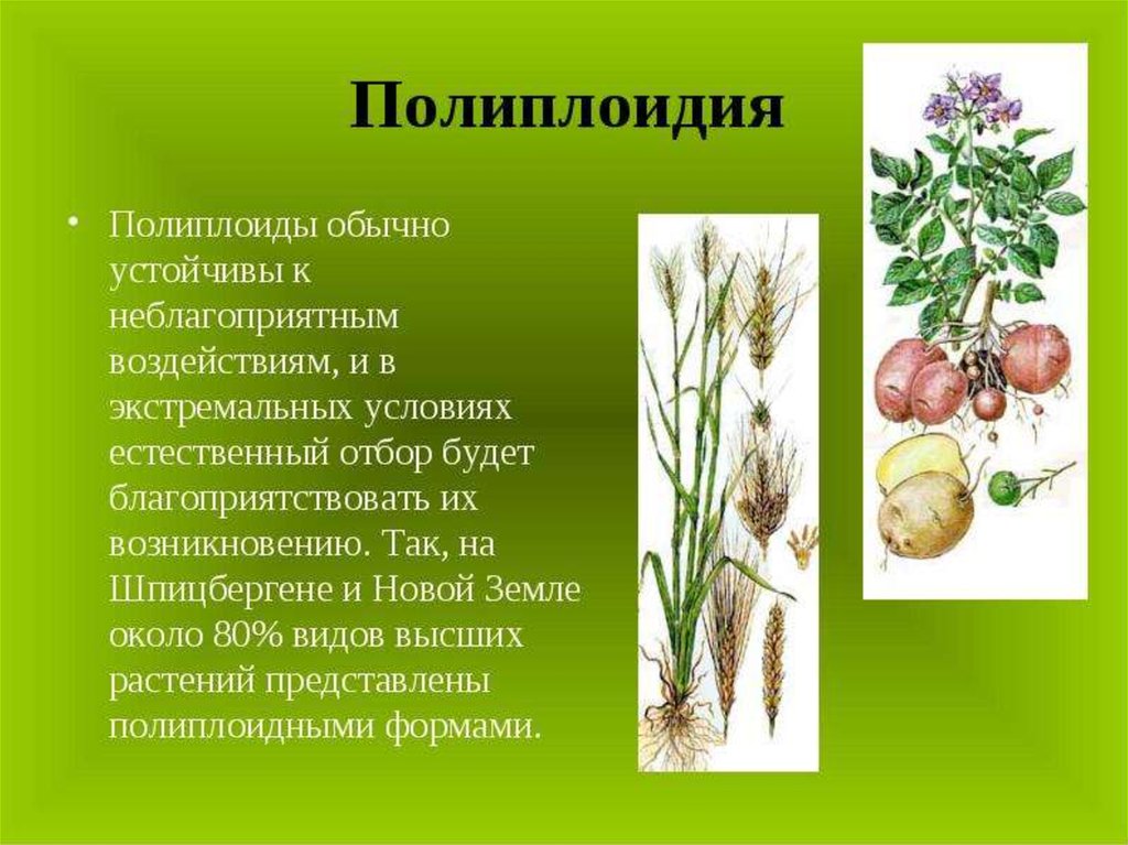 Презентация на тему вкусные полиплоиды