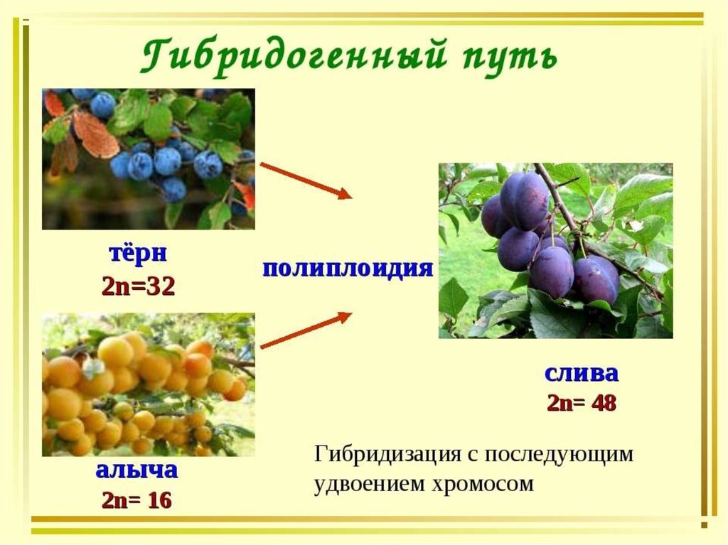 Презентация на тему вкусные полиплоиды о полиплоидных фруктах