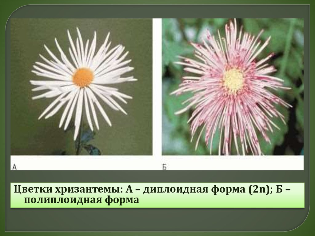 Полиплоиды. Полиплоидия у растений. Полиплоидия у растений примеры. Видообразование полиплоидизация. Полиплоидные растения примеры.