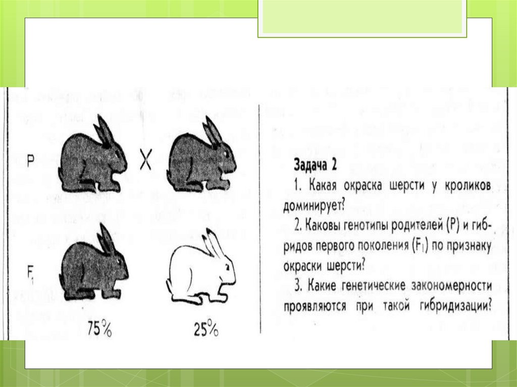 Определите какую генетическую закономерность иллюстрирует данная схема р