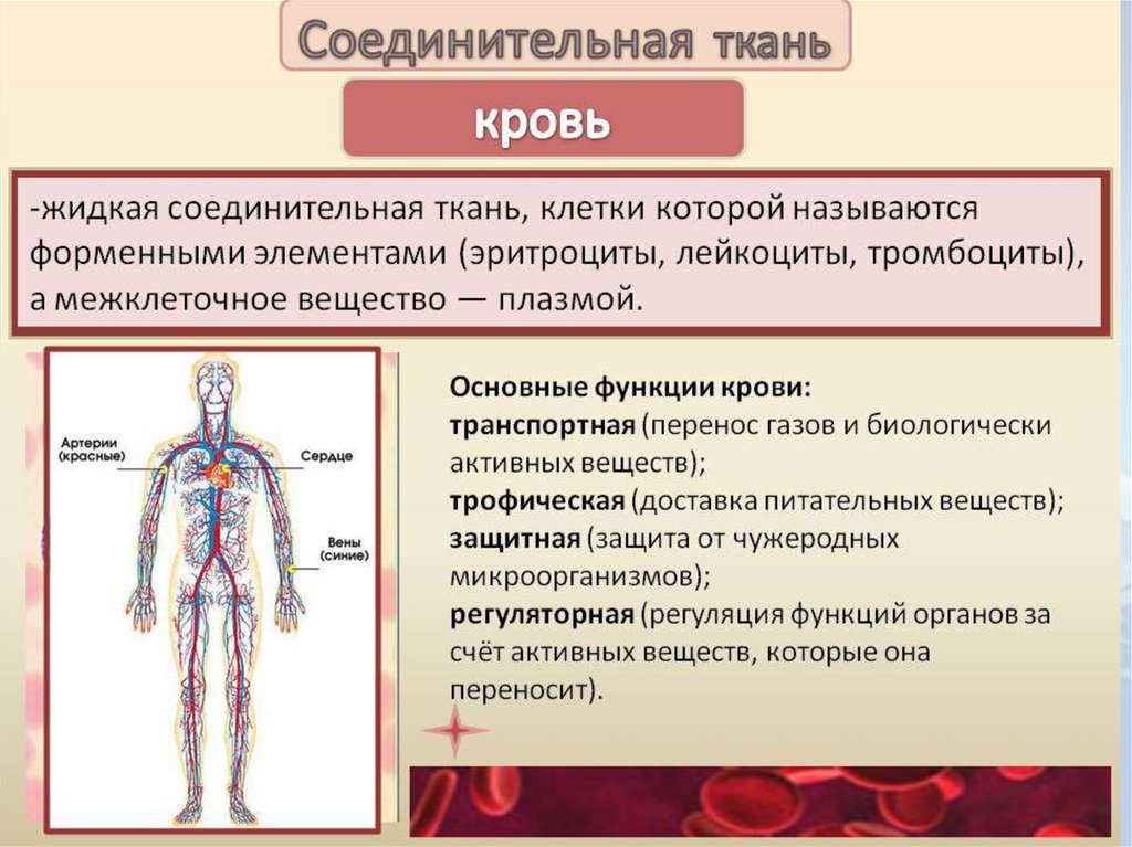 К какому типу ткани относится изображенный на рисунке объект какие органы человеческого организма о