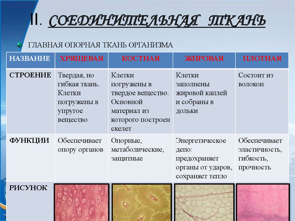 Каковы функции изображенной на картинке ткани в организме образование кожи