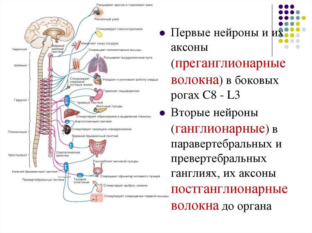 Где расположены вегетативные симпатические нейроны. Парасимпатическая нервная система преганглионарные. Преганглионарные волокна вегетативной нервной системы. Нейроны вегетативной нервной системы. Постганглионарные Нейроны симпатической нервной системы.