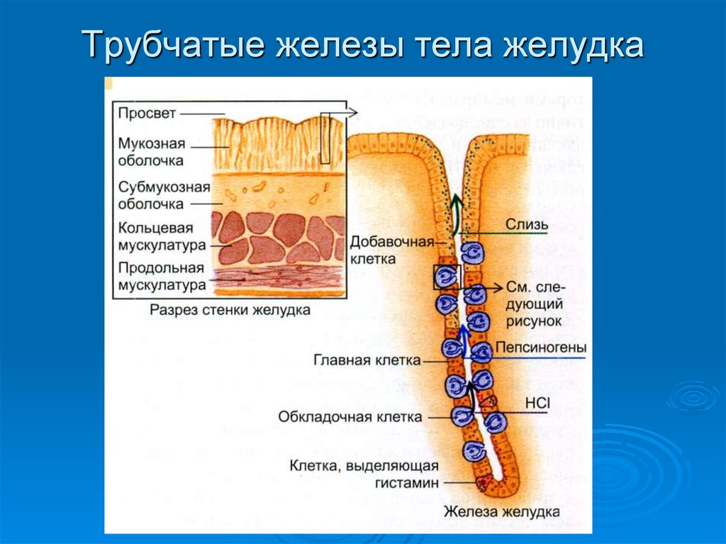 Клетки слизистой желудка вырабатывают. Клетки трубчатых желез желудка. Железы желудка строение. Строение фундальной железы желудка. Строение трубчатой желудочной железы.