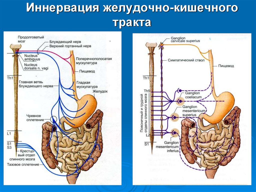 Пищеварительные железы толстого кишечника. Схема иннервации желудочно кишечного тракта. Иннервация пищеварительной трубки. Функциональная анатомия желудочно кишечного тракта. Иннервация органов пищеварения.