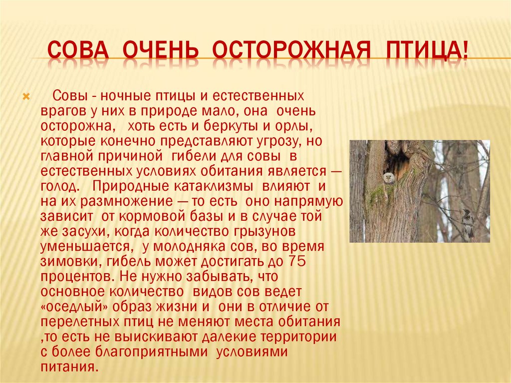 Естественный враг. Враги сов. Враги Совы в природе. Естественные враги сов в природе. Кто враги Совы.