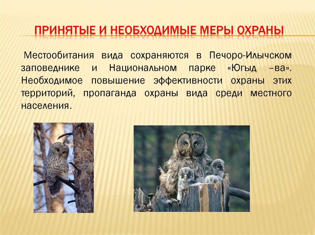 Сова презентация 2 класс. Сова для презентации. Презентация Сова 2 класс. Филин презентация 2 класс. Меры охраны Филинов.