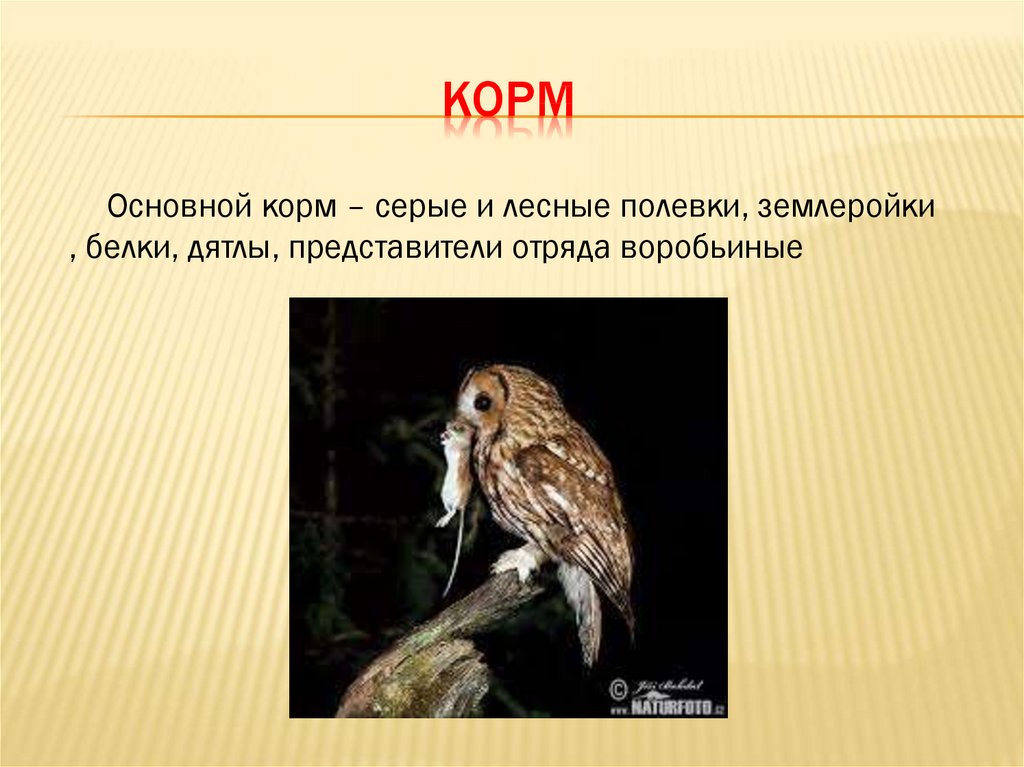 Сова презентация 2 класс. Сова для презентации. Филин окружающий мир 2 класс. Презентация Сова 2 класс. Сова презентация для дошкольников.