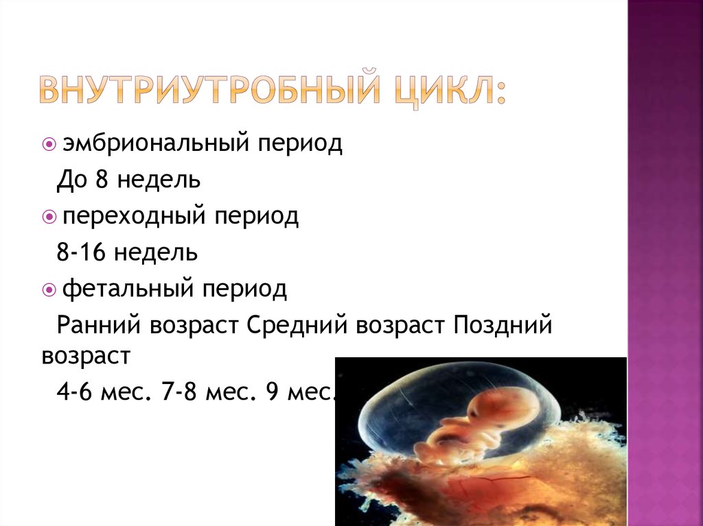 Внутриутробный цикл: