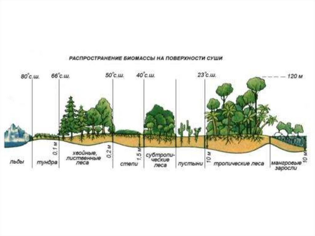 Чья биомасса в биосфере больше. Биомасса поверхности суши мирового океана почвы. Распределение биомассы. Биомасса почвы. Биомасса растительности.