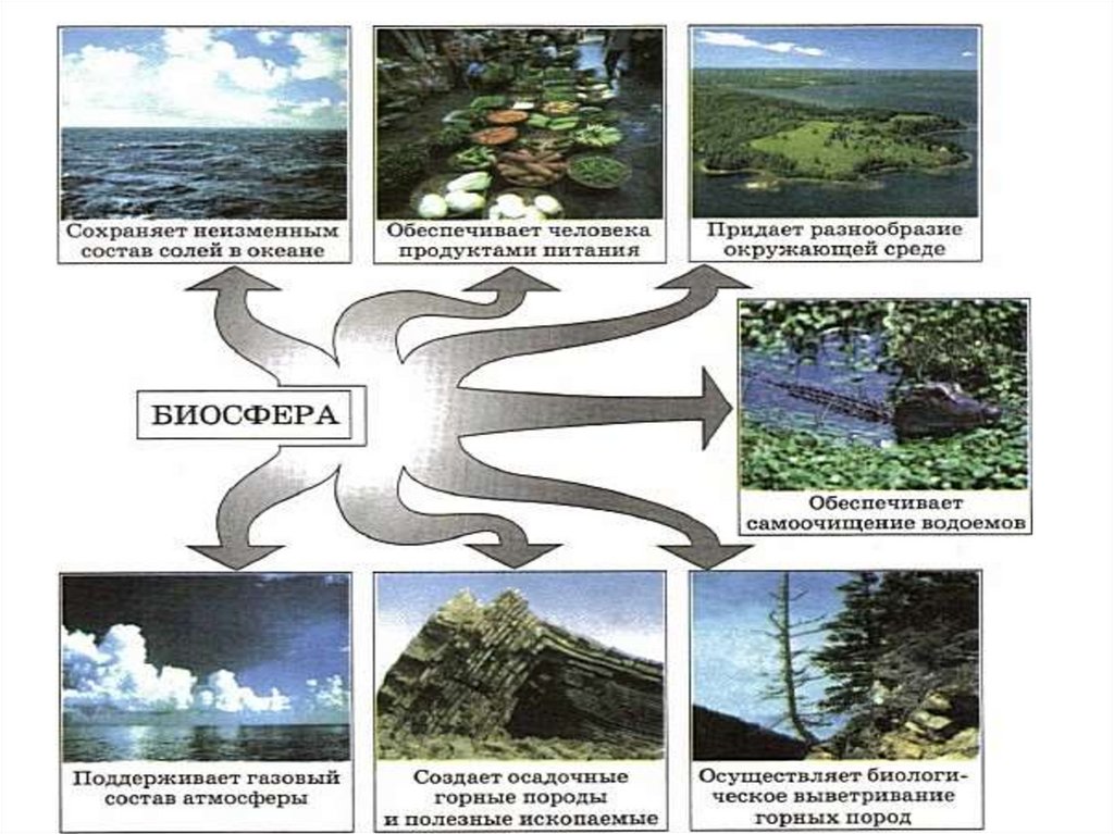Связь биосферы с другими оболочками земли схема с примерами география 6