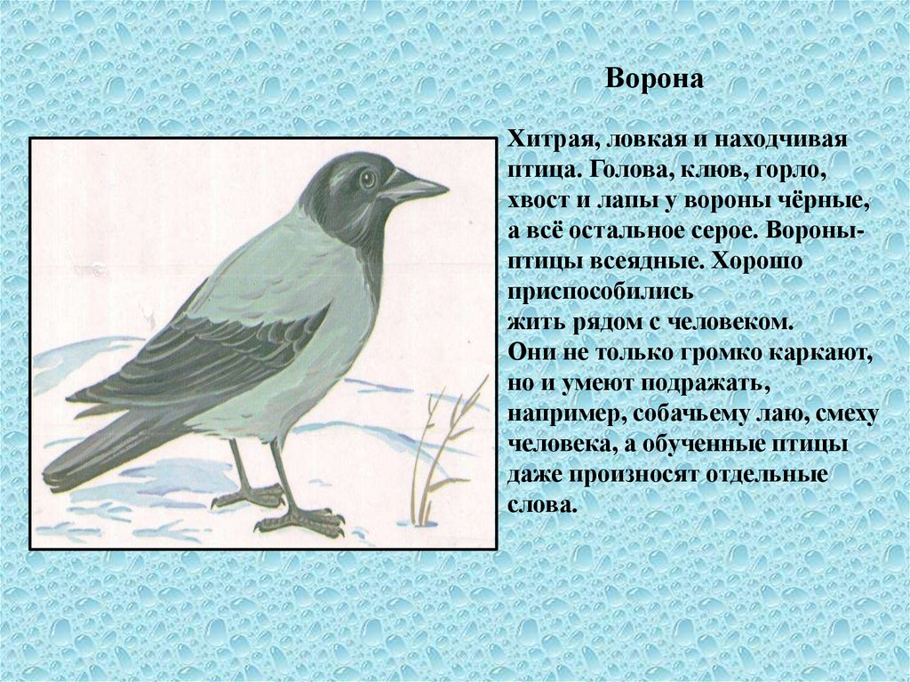 Птицами выдумал текст. Зимующие птицы с описанием. Рассказ о воррне. Описание вороны. Рассказ о вороне.