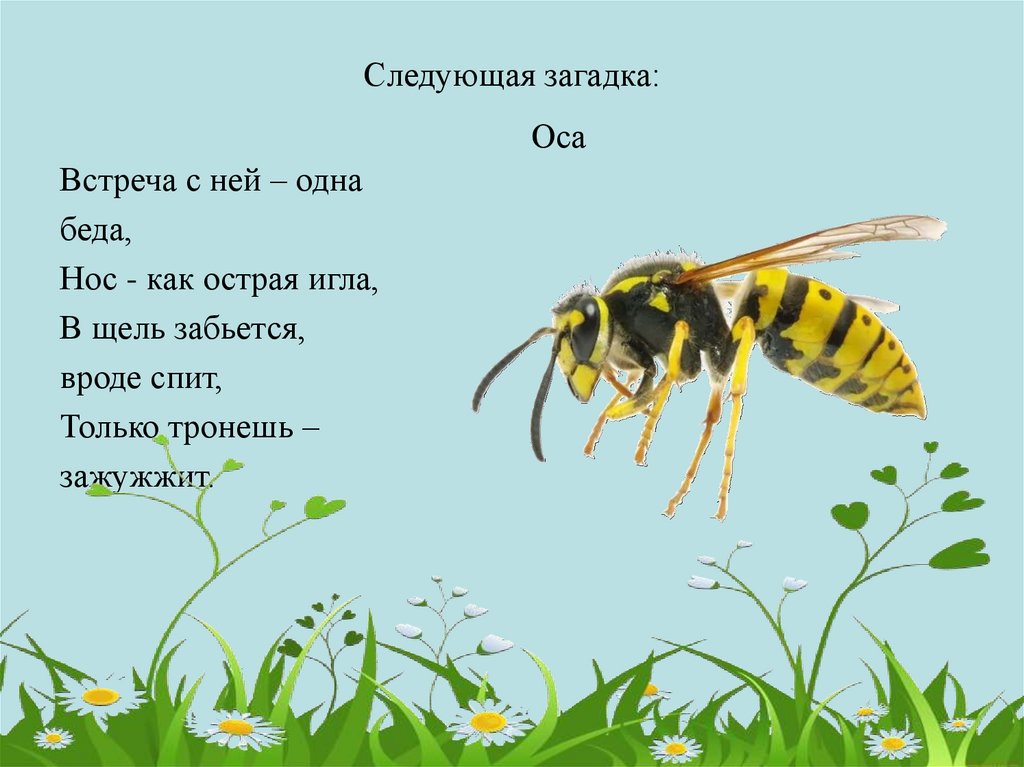 Ос текст. Загадка про осу. Загадка про осу для детей. Стишок про осу для детей. Загадка про ОС для детей.