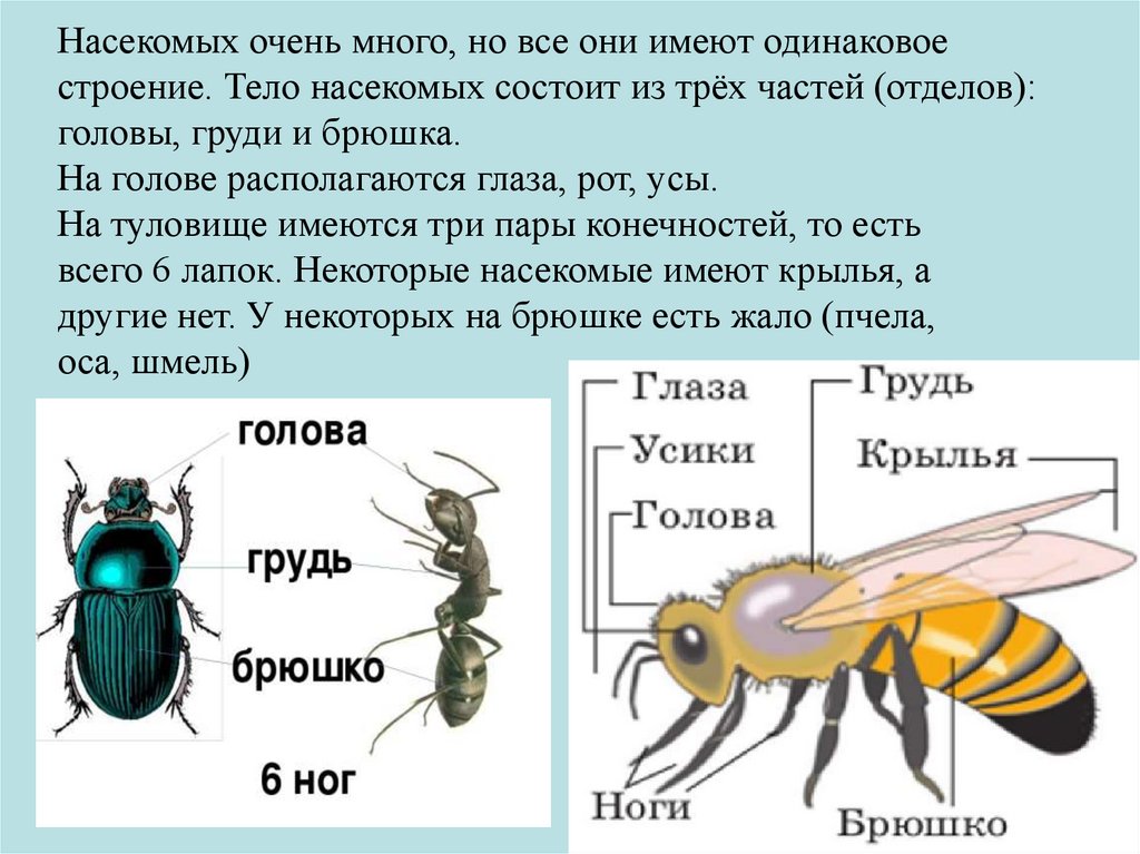 Три пары ног у. Отделы тела насекомых. Строение тела насекомых. Строение насекомых для детей. Тело насекомых состоит из.