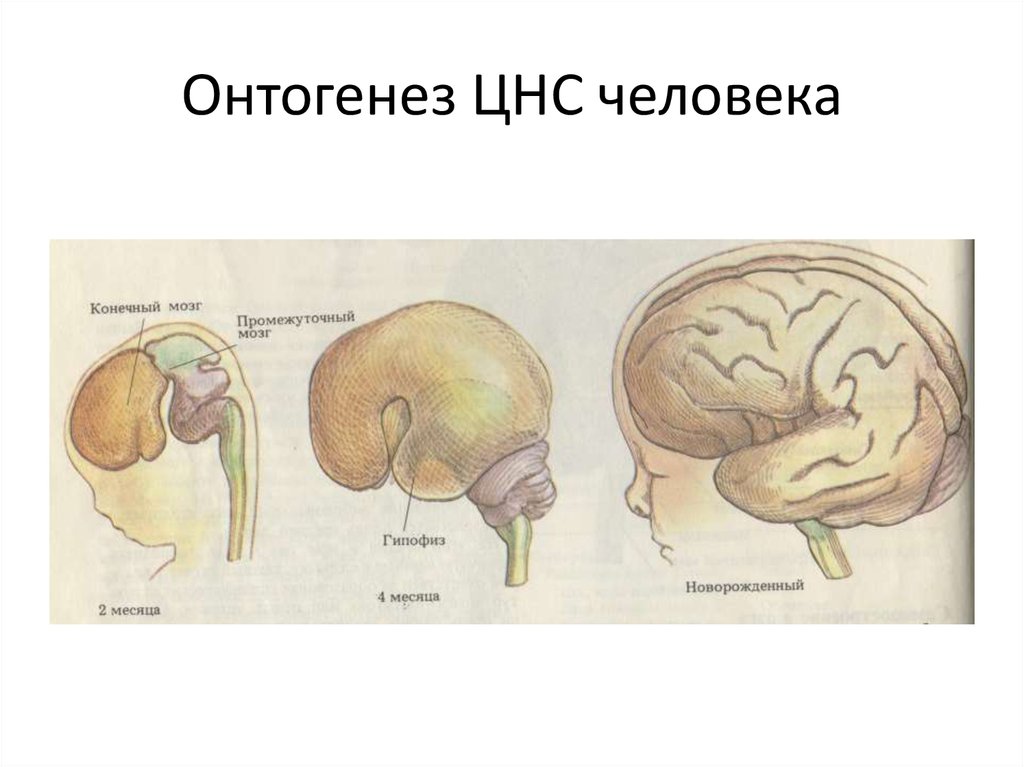 Онтогенез личности. Онтогенез нервной системы головного мозга. Онтогенез высшей нервной деятельности. Онтогенез высшей нервной деятельности человека. Онтогенез ЦНС человека.