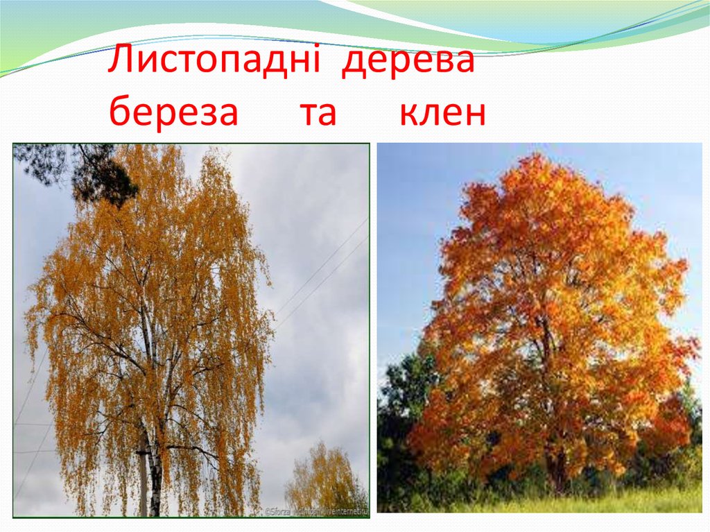 Листопадні дерева береза та клен