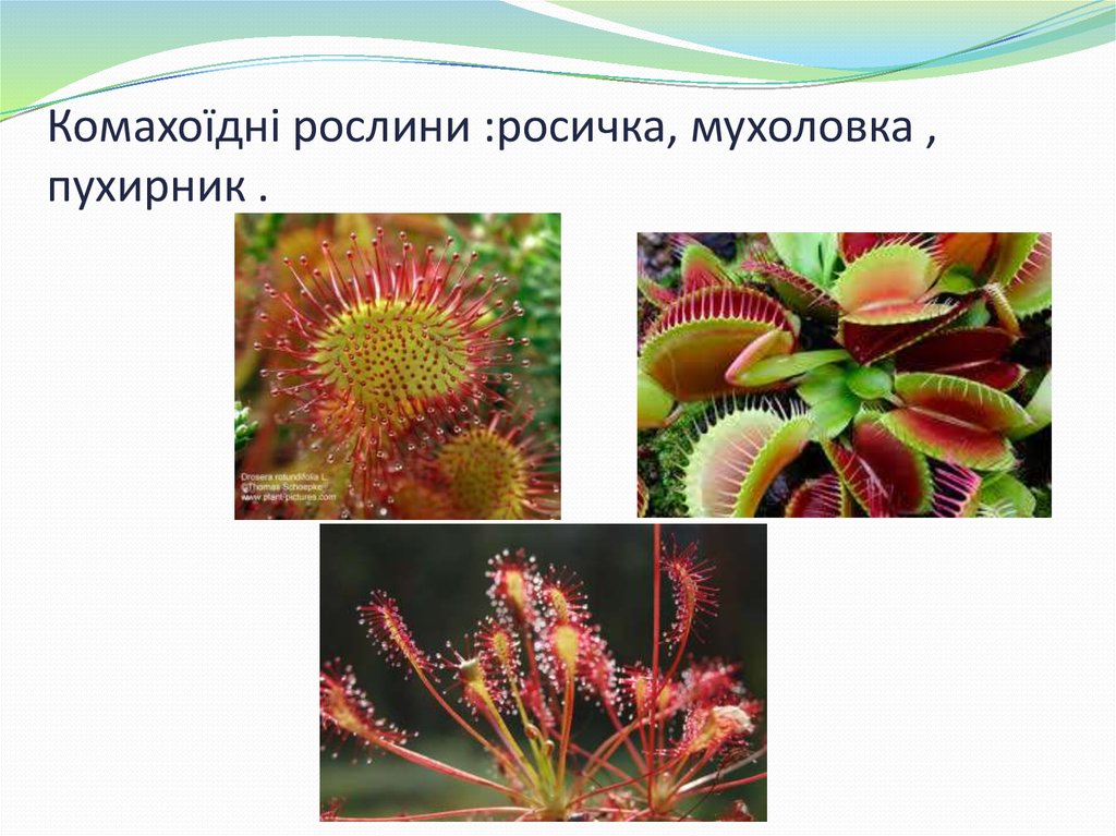 Комахоїдні рослини :росичка, мухоловка , пухирник .