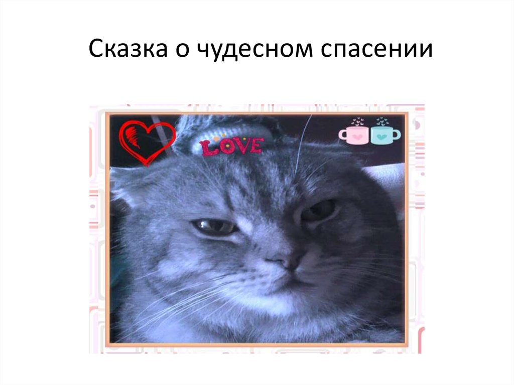 Спасите котика читать