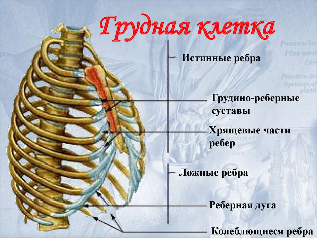 Реберная. Грудино реберный сустав 2 ребра. Ложные ребра. Истинные и ложные ребра. Межхрящевые суставы ребер.