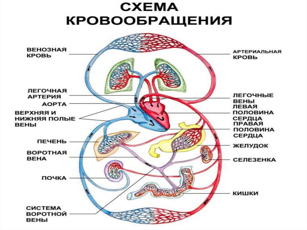 Кровеносная система человека презентация 8 класс