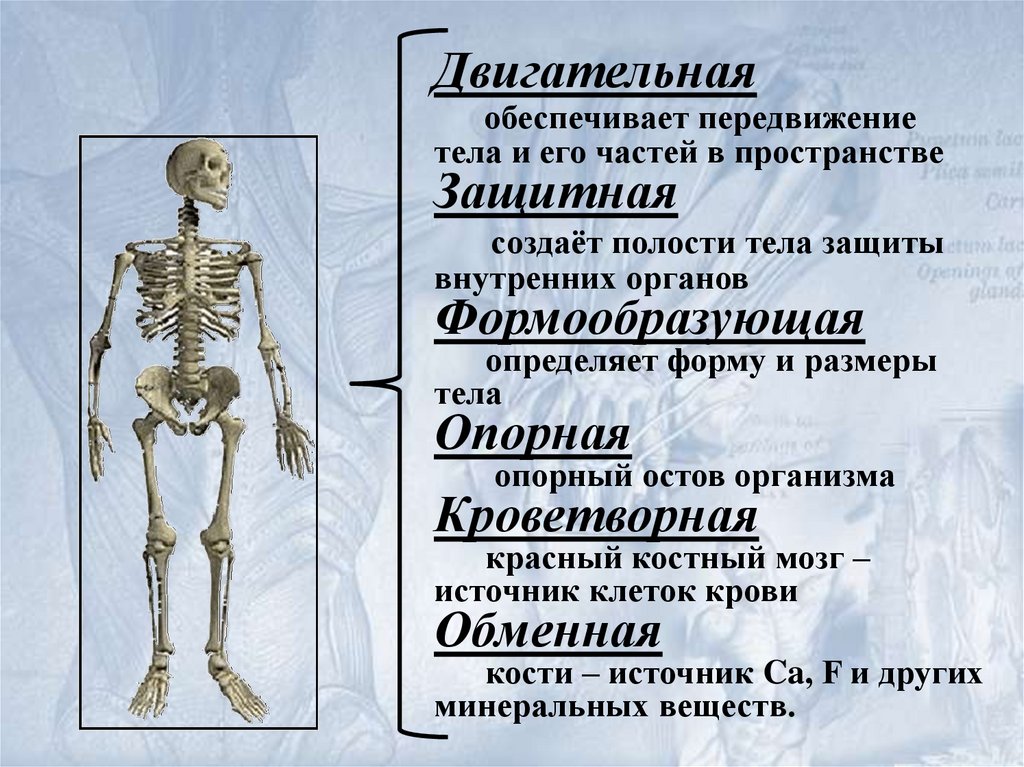 Опорно двигательная система человека. Опорно двигательная система. Опорно двигательная система презентация. Характеристика опорно двигательной системы. Опорно двигательная система интересные факты.