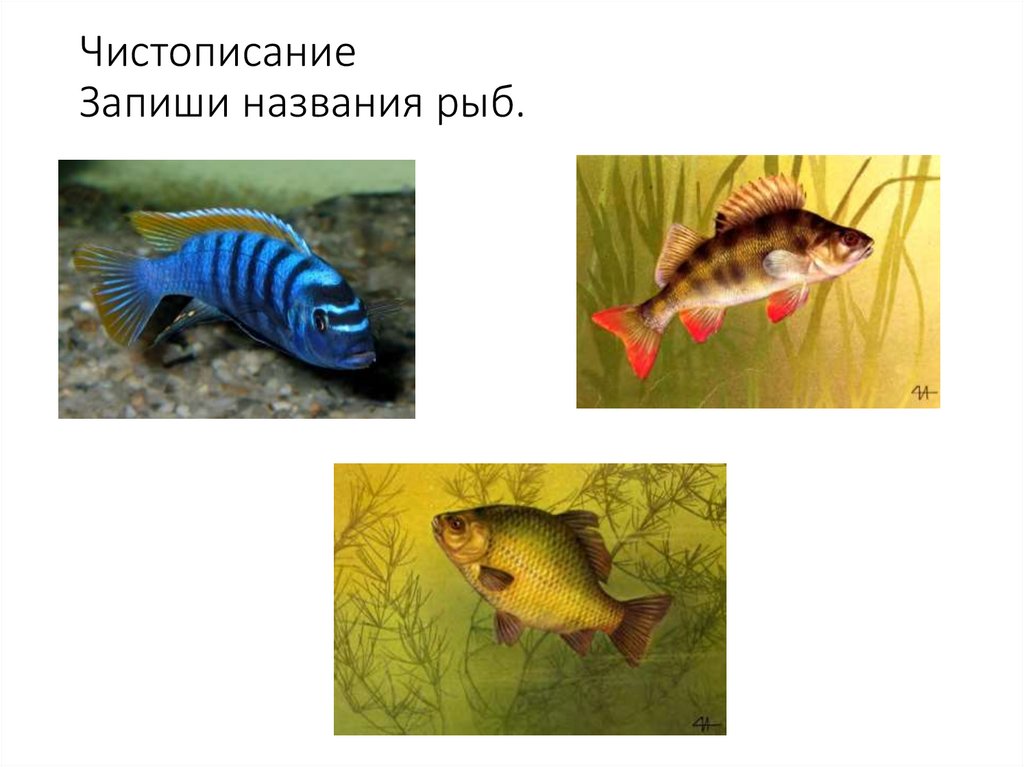 Чистописание Запиши названия рыб.