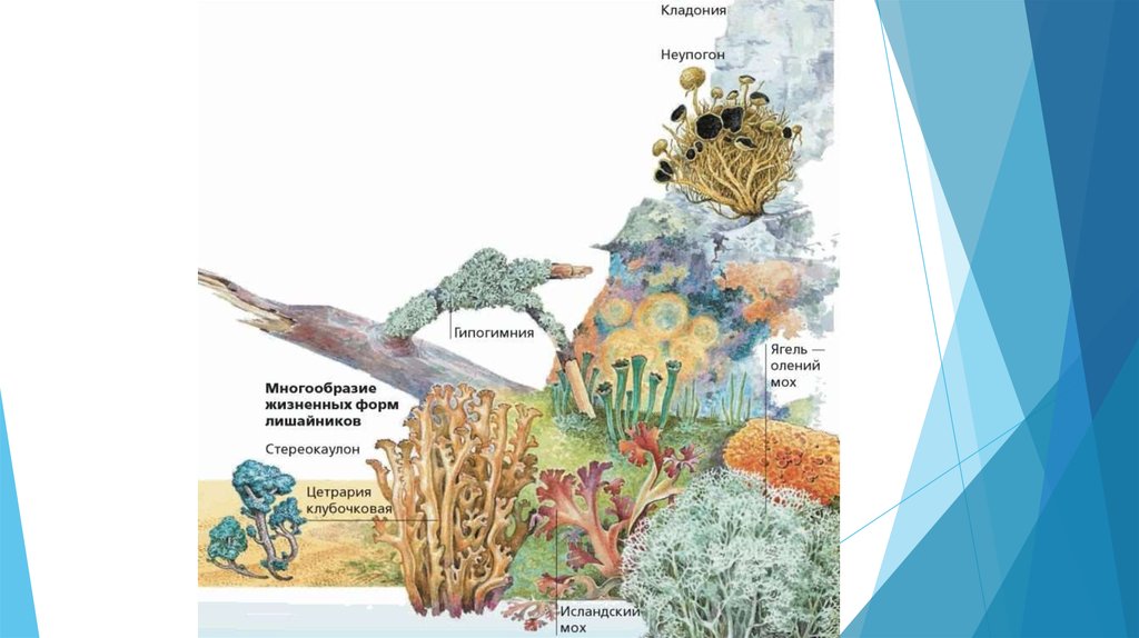 Презентация по теме лишайники 7 класс биология