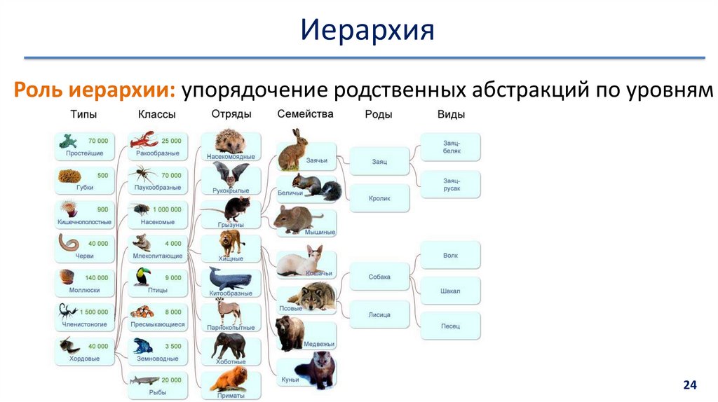 Иерархия в биологии схема